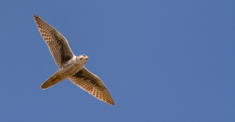 A brown, white and tan bird of prey flying overhead in front of a blue sky