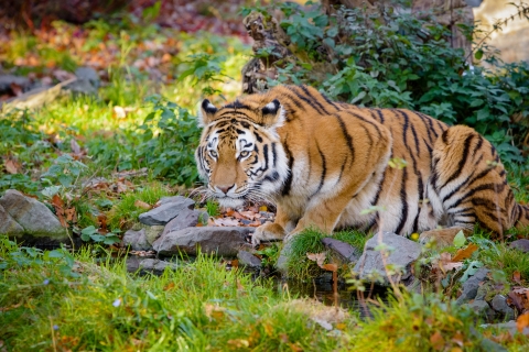 A large orange cat with black stripes crouched ready to pounce