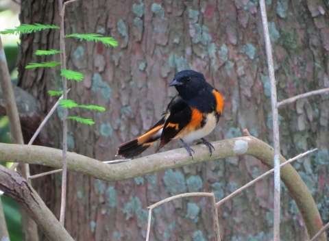 A black bird with orange breast and patters on it's wings and tail feathers