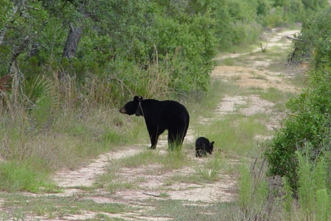Two black bears, a mother and a small cub walking along a sandy road on the edge of a forest