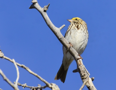 A cream-breasted bird with brown spots and yellow face perched on a dry twig