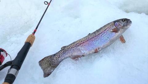 A fish lays on the snowy top of a frozen lake with a fishing rod