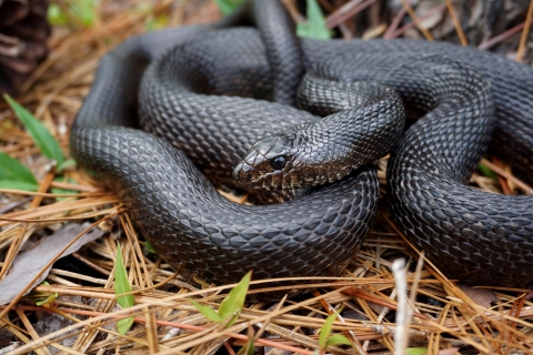 A black pinesnake rests at Camp Shelby Joint Forces Training Area, Miss., a Mississippi National Guad camp with parts in the Desoto National Forest. (date unknown)