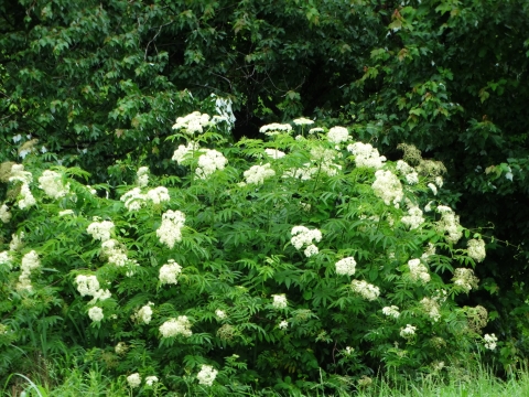 White bunches of app. 1" diameter flowers scattered over a 5 foot tall green shrub