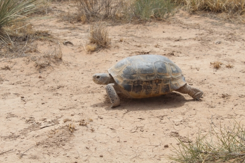 a desert tortoise
