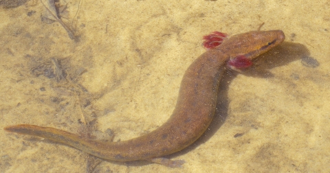 A black warrior waterdog swims.