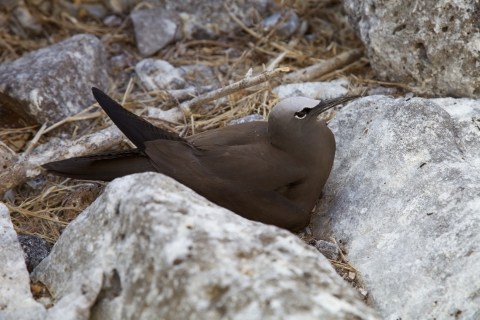 Brown Noddy