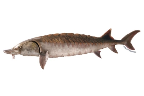 Gulf sturgeon