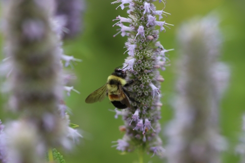 A rusty patched bumble bee on blooming anise hyssop