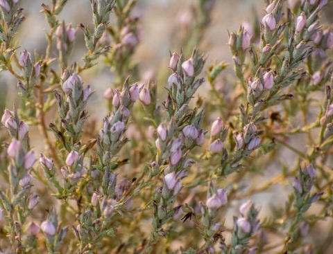 A flowering bush with small pale pink flowers