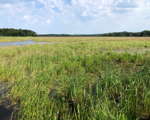 wild rice in a wetland with blue sky and white clouds