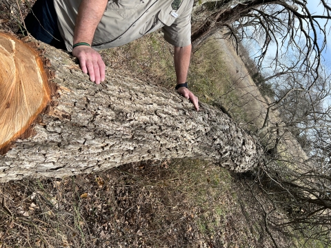 Destroyed bald eagle nest