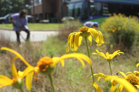 Flowers blooming with people gardening in the background