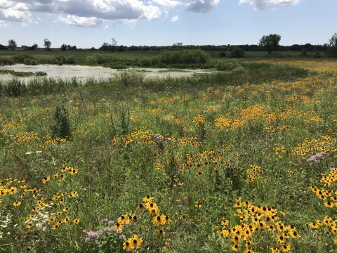 Image of a field filled with wildflowers with a wetland visible behind the field