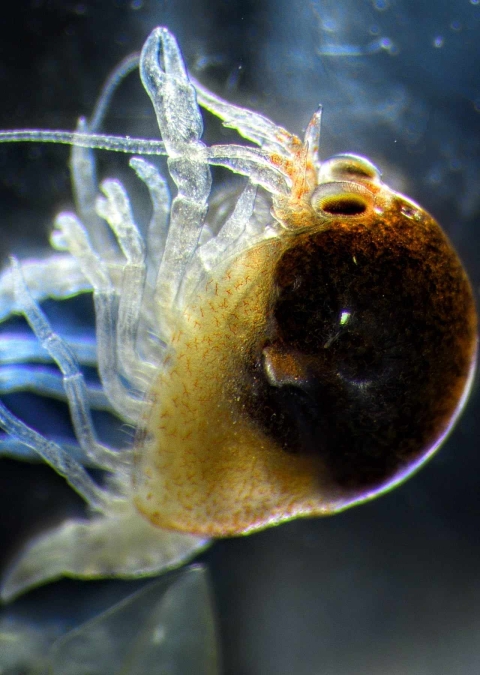 a close up image of a newly hatched Big Sandy crayfish
