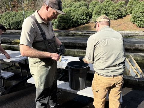 Fin Clipping Rainbow trout