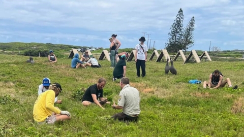 Volunteers pull weeds while sitting down at James Campbell National Wildlife Refuge