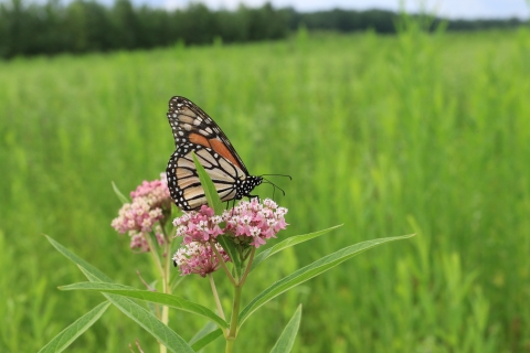 A monarch butterfly sips nectar from a swamp milkweed flower