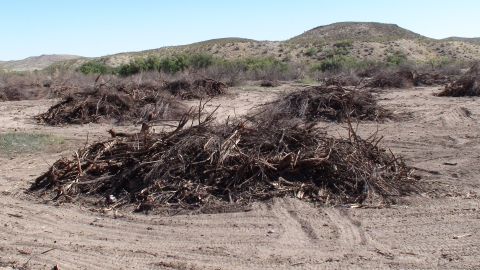 Large piles of trees