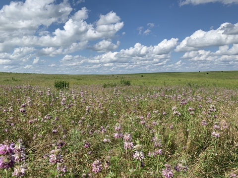 A field of wildflowers and prairie plants
