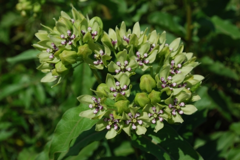 A closeup of a milkweed plant