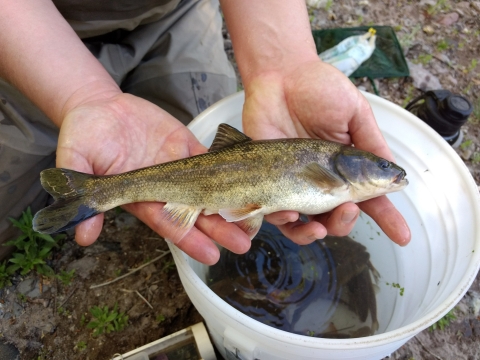 A researcher holds up a fish from a bucket