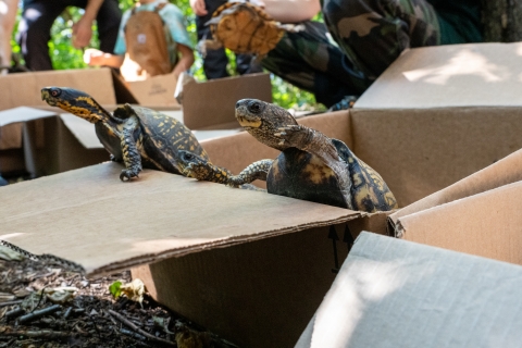 two turtles with outstretched heads emerge from a cardboard box
