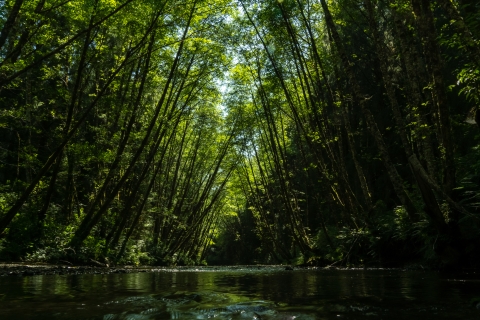 Trees arch over a river from both shores.
