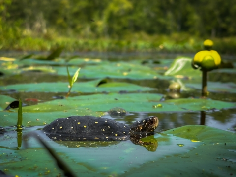 a dark turtle with small yellow spots swims in water with large green leaves and a large yellow flower bud, with blurred green plants in the background