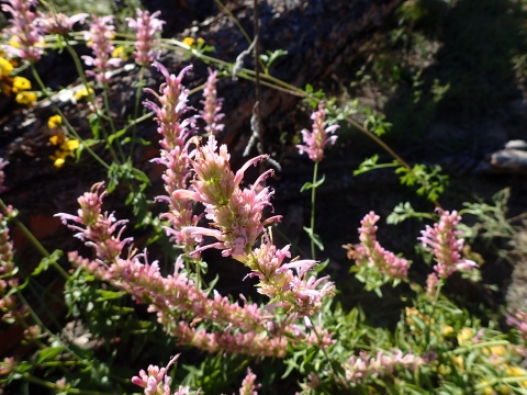 Close up of plants