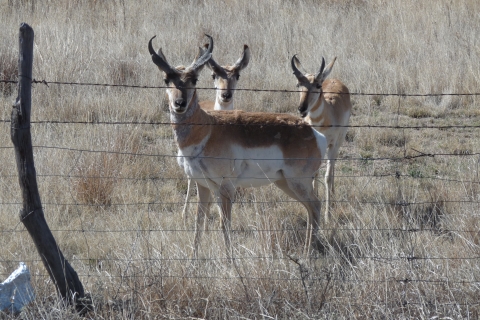 Three deer stand behind a fence