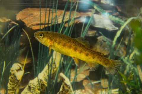 A fish underwater 