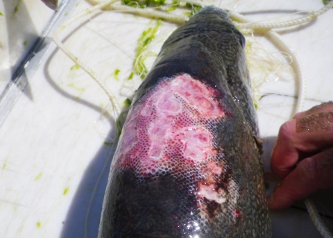A lake trout with severe sea lamprey wounds