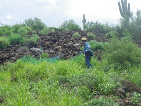 A person spraying herbicide on a field of grass