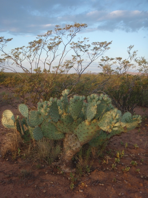 A desert landscape with cacti and shrubs