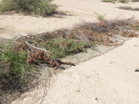 A row of mulch and vegetation on a dry area of land