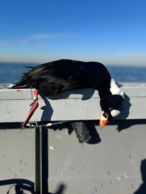 dead surf scoter with a leg band