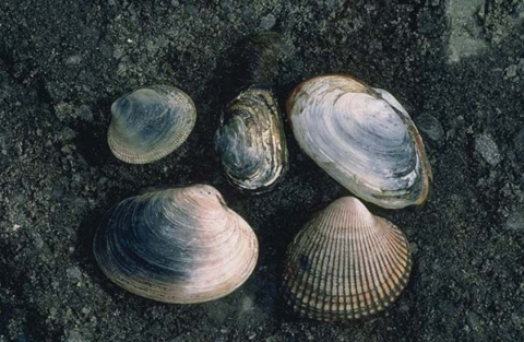  a close up of six bivalve mollusks on a beach 