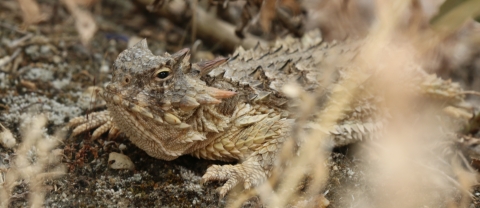 Coast horned lizard showing spikes along its neck, back, and head
