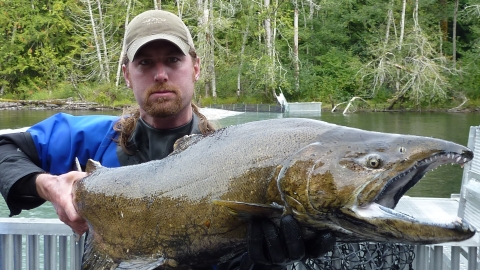 Service employee holding up a Chinook salmon in a fish weir trap box on the Elwha River. River, fish weir, and vegetation in background