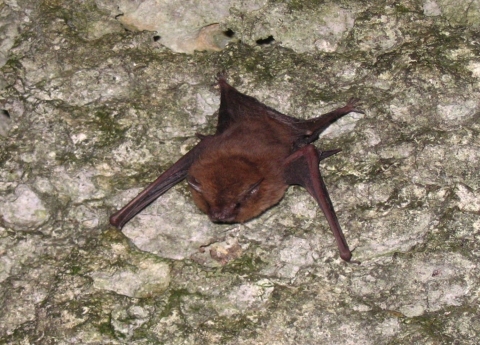Pacific sheath-tailed bat hanging on a cave