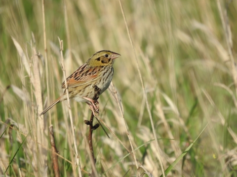 A Henslow's Sparrow, threatened in the state of Wisconsin, perches in a cool-season grasslands.