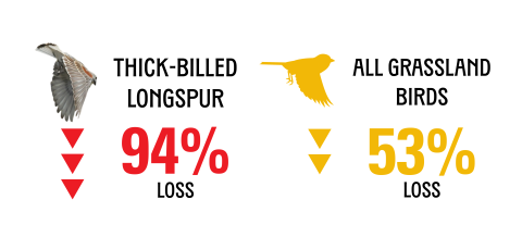 Thick-billed longspurs have seen a 94% loss in population while all grassland birds have seen a 53% population decline (over the past 50 years)