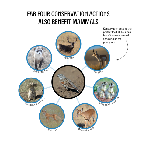 https://www.fws.gov/media/fab-four-conservation-benefits-other-birds