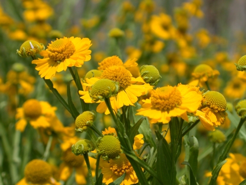 Bright yellow flowers with long green stems growing outside