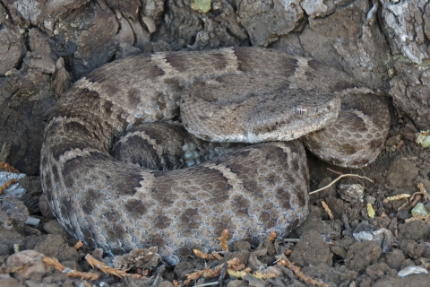 A grey spotted and striped rattlesnake coils with woodland debris in the background.