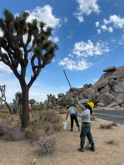 A youth conservation corps field crew collects seeds from a Joshua tree utilizing a pole instrument.