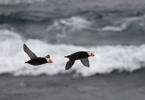 Tufted Puffins flying over the ocean