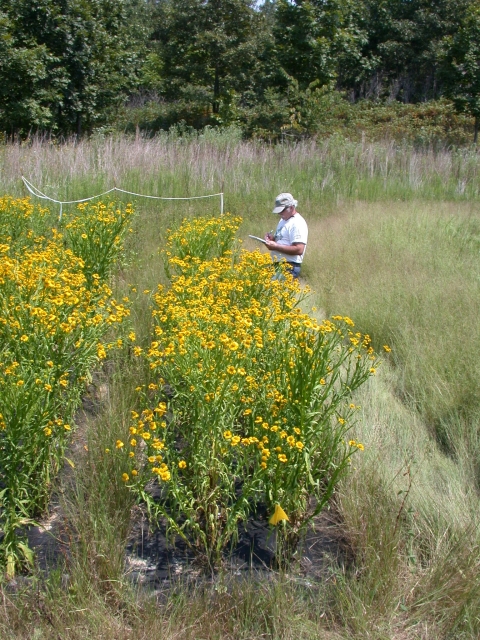 A person stands outside next to a row of tall yellow flowers with a clipboard