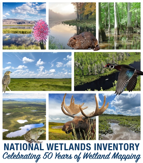 Various wetland landscapes overlayed with various wetland species.